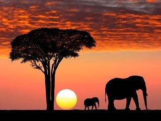 africa-cruise-safari